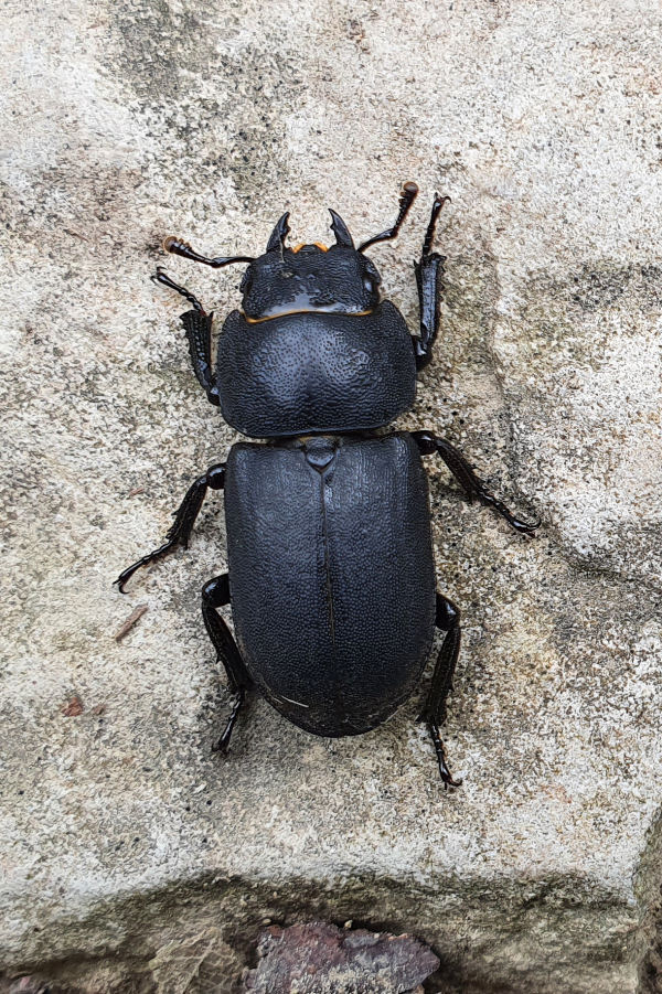 Lucanidae: Dorcus parallelipipedus fem. ?  S