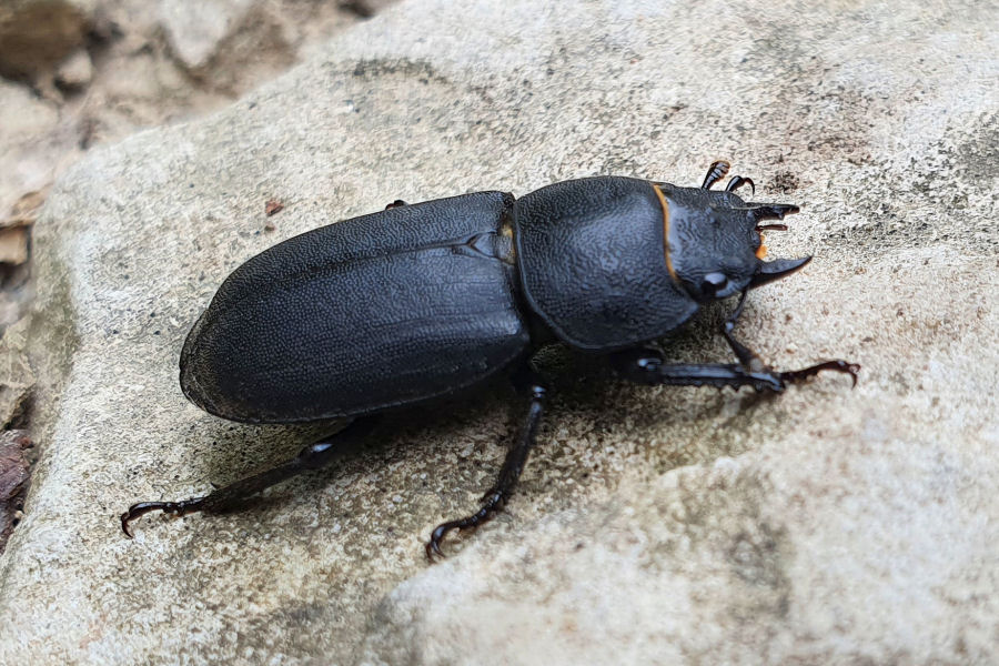 Lucanidae: Dorcus parallelipipedus fem. ?  S