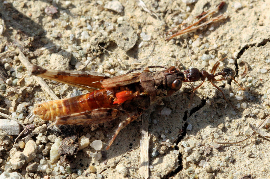 Formica davvero forzuta