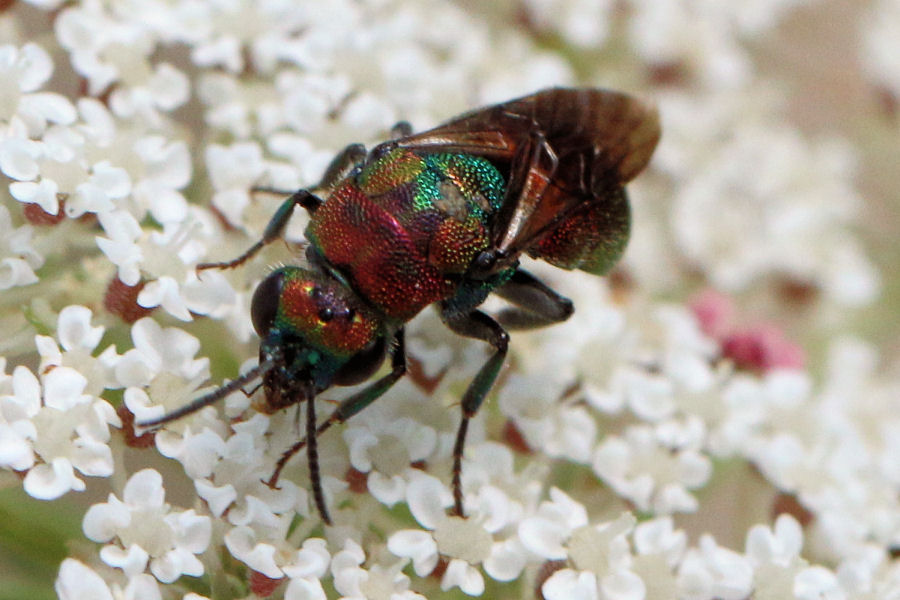 Chrysidae da id.