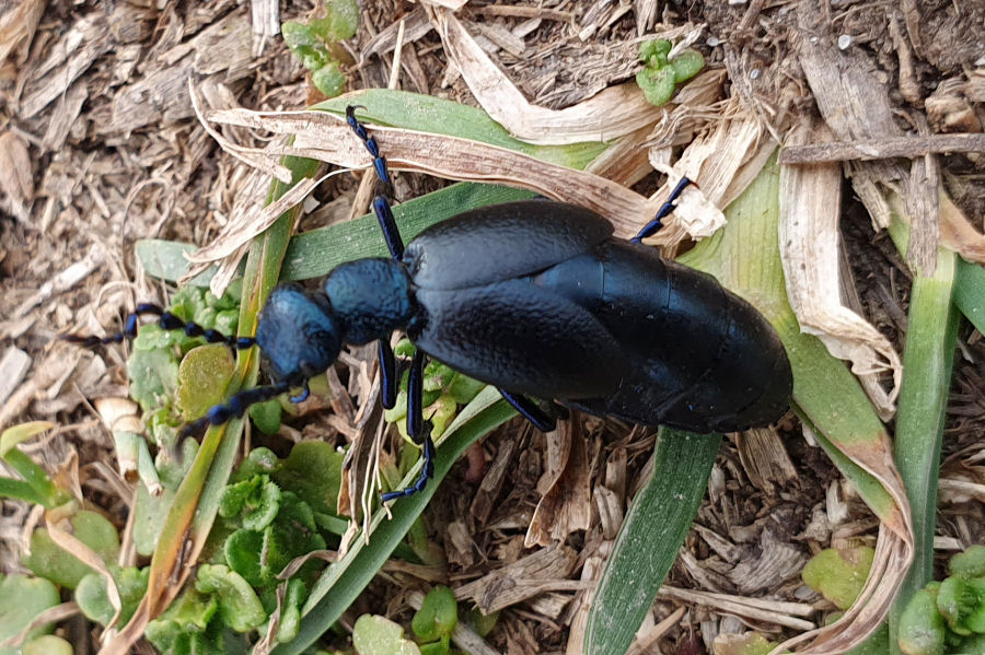 Maschio di Meloe violaceus? s!