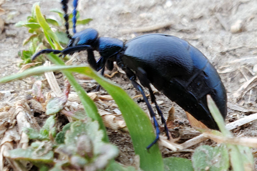 Maschio di Meloe violaceus? s!