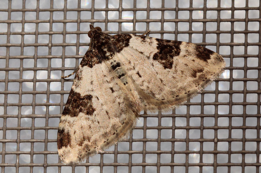 Geometridae: Xanthorhoe fluctuata? S