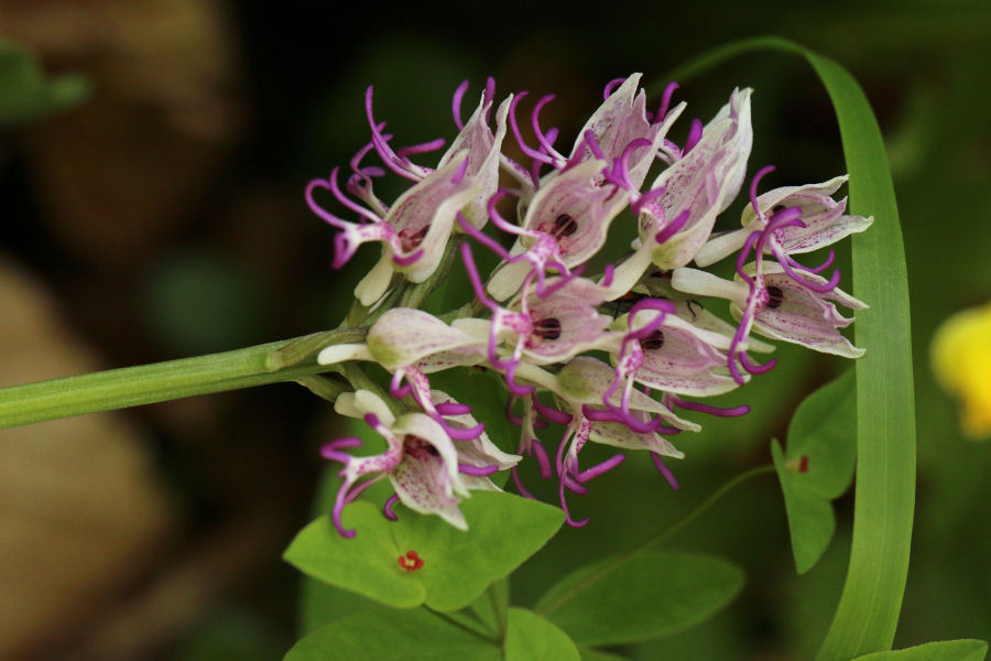 Orchis italica dell''appennino bolognese