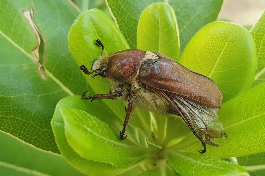 Melolonthidae: Anoxia villosa? S.