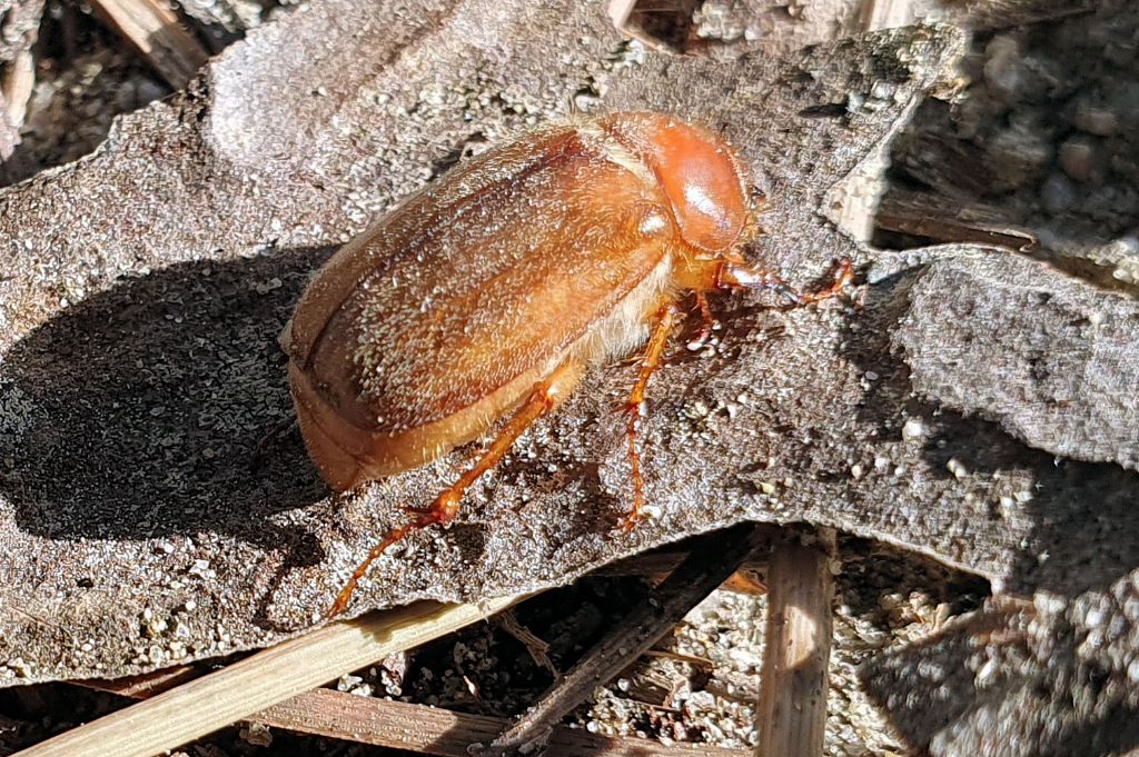 Melolonthidae: Amphimallon sp.?