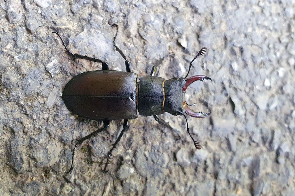 Lucanidae: Lucanus tetraodon ?