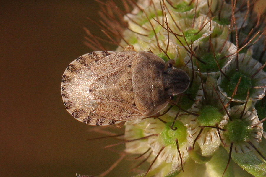 Pentatomidae: Sciocoris helferi  a Marina Romea.