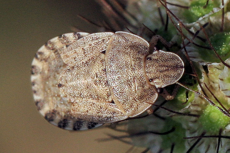 Pentatomidae: Sciocoris helferi  a Marina Romea.