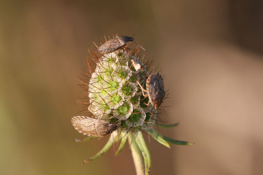 Pentatomidae: Sciocoris helferi  a Marina Romea.