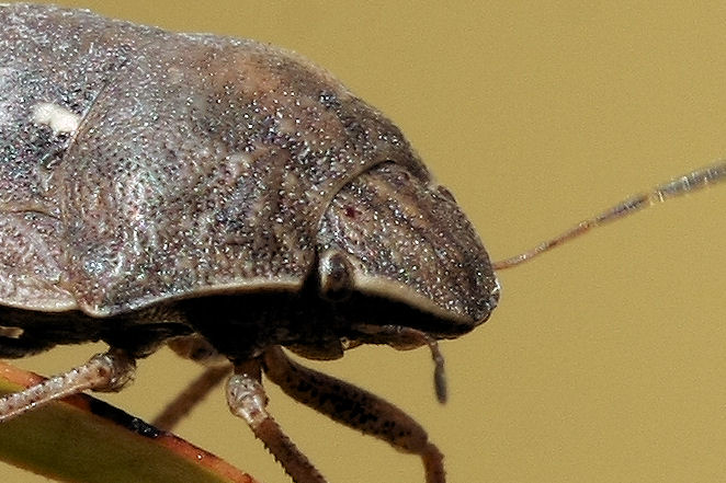 Scutelleridae: Eurygaster testudinaria