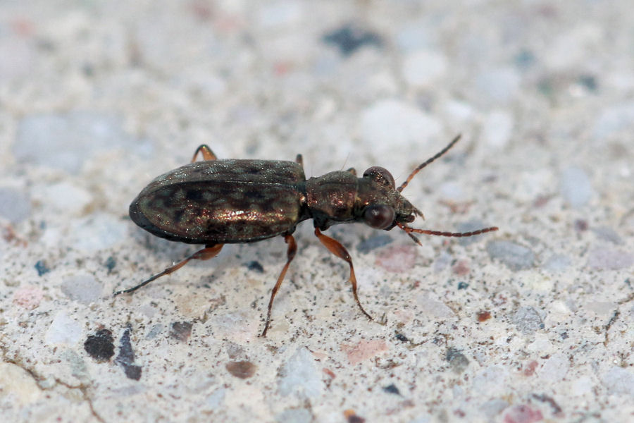 Carabidae: Elaphrus sp.? no, Asaphidion stierlini