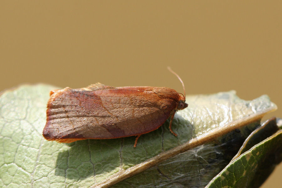 Nozze sulla menta del terrazzo: Cacoecimorpha pronubana