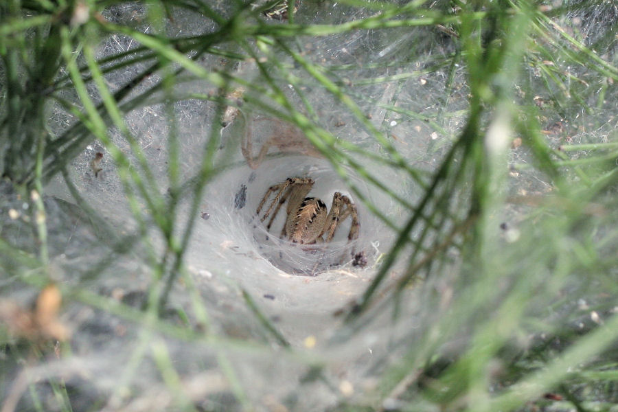 Agelena labyrinthica