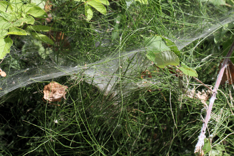 Agelena labyrinthica