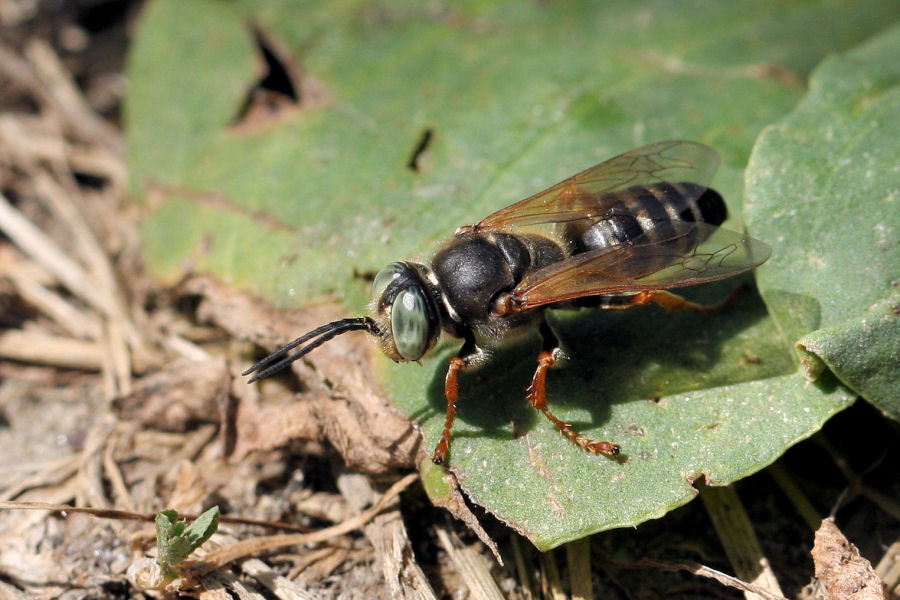 Crabronidae: Tachytes etruscus