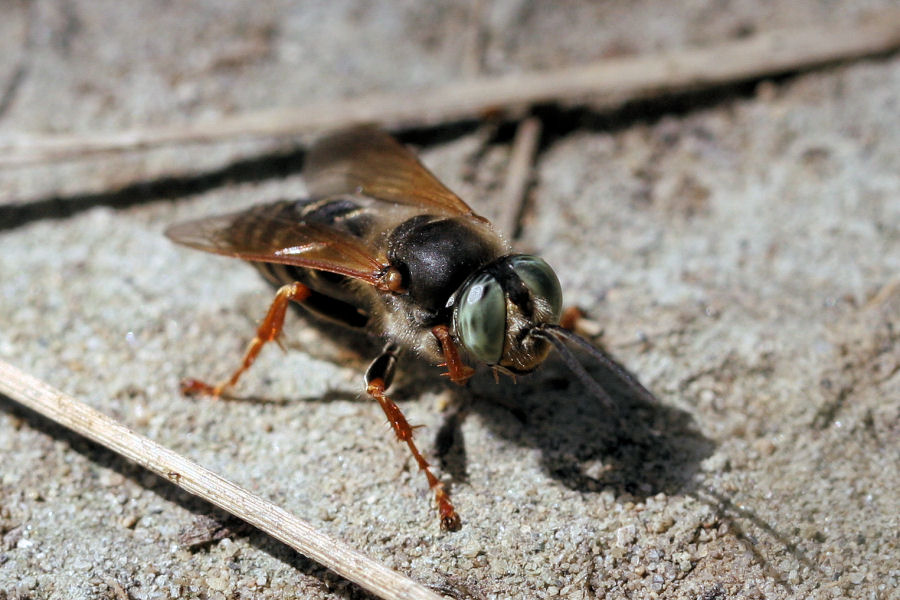 Crabronidae: Tachytes etruscus