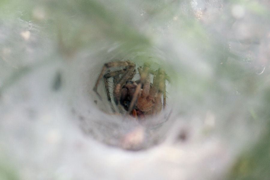 Agelena labyrinthica