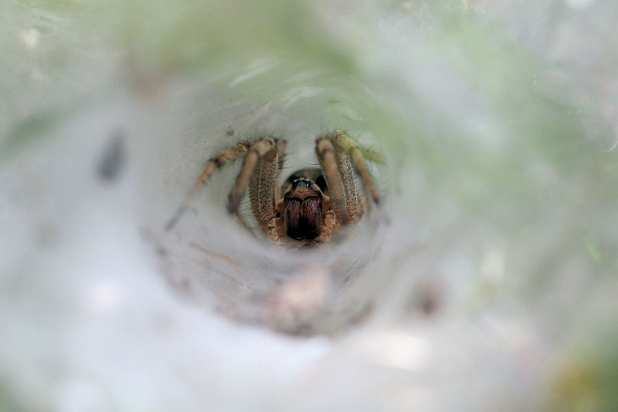 Agelena labyrinthica