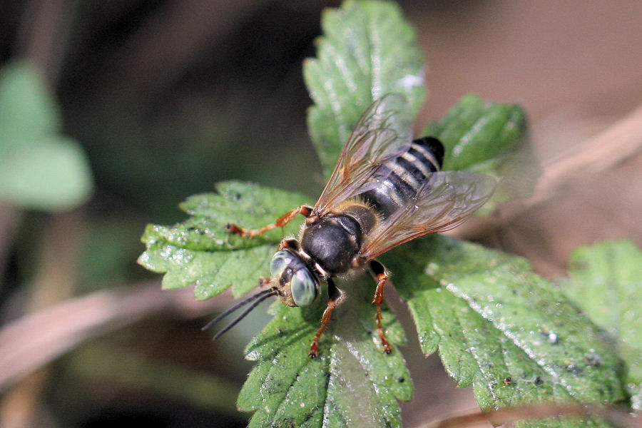 Crabronidae: Tachytes etruscus