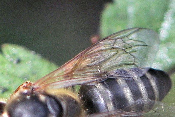 Crabronidae: Tachytes etruscus