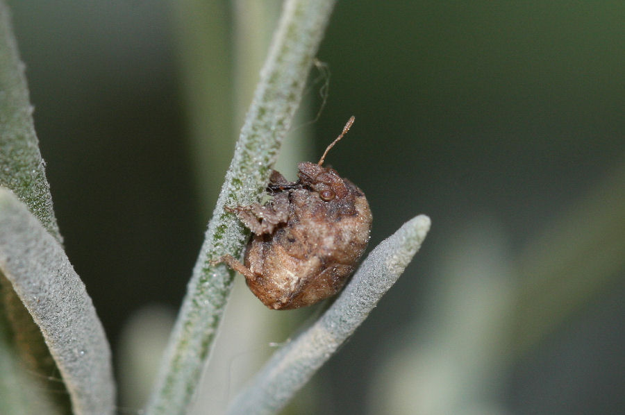 Pentatomidae: Vilpianus galii dell''Emilia