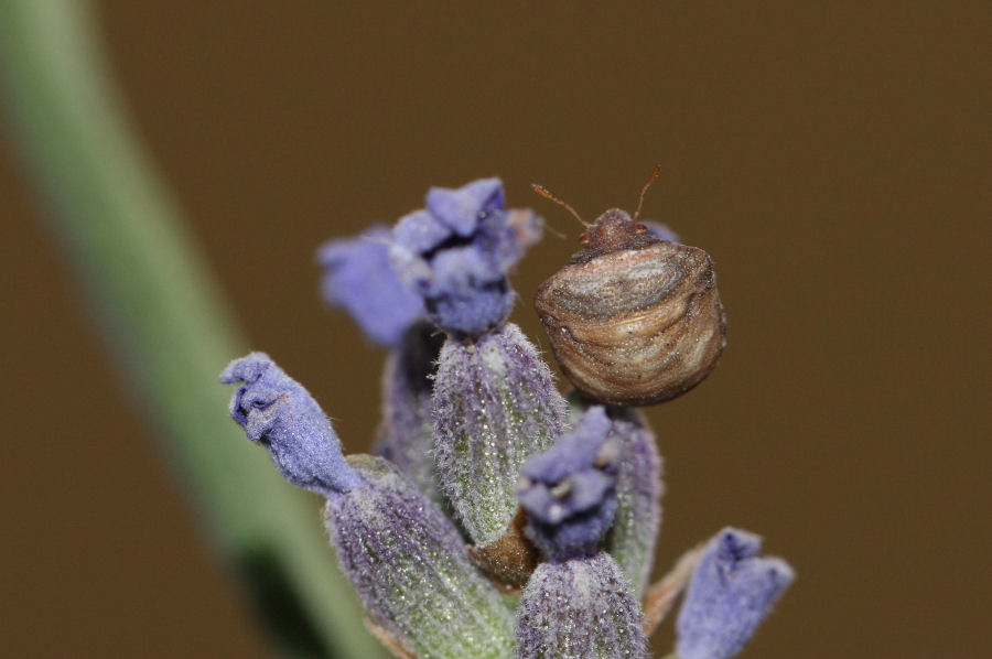 Pentatomidae: Vilpianus galii dell''Emilia