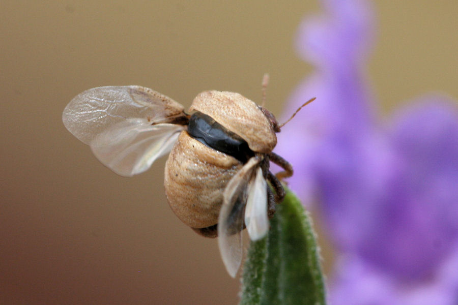 Pentatomidae: Vilpianus galii dell''Emilia