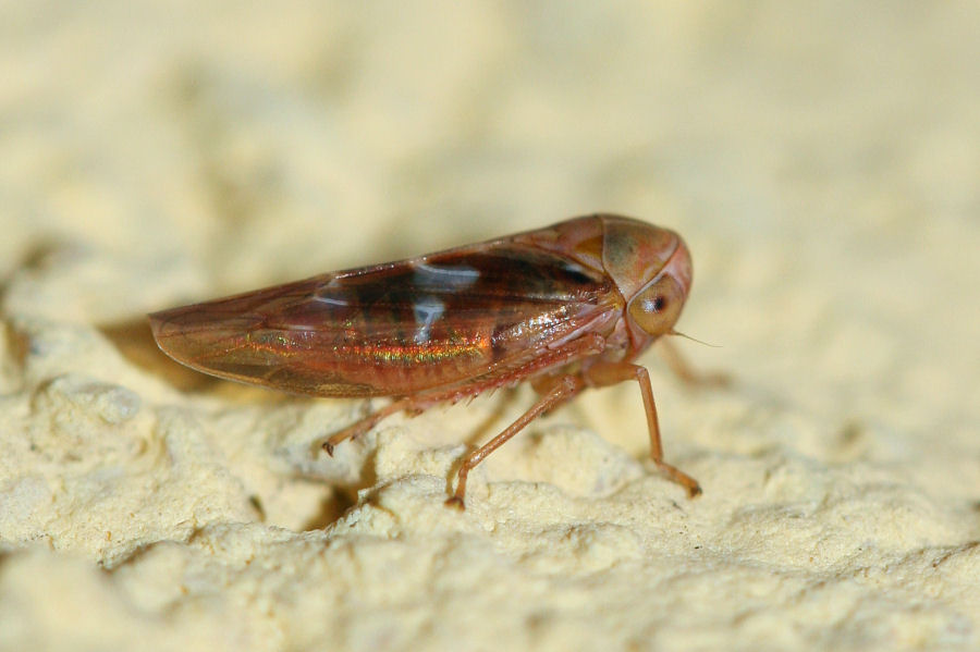 Altro cicadellide: Tremulicerus fulgidus?