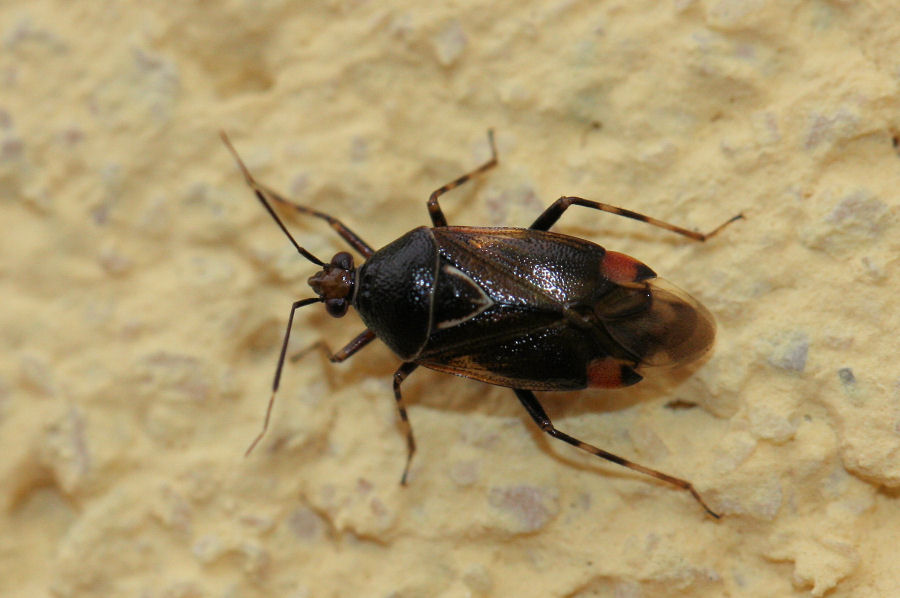 Miridae: Deraeocoris flavilinea