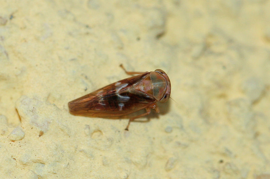 Altro cicadellide: Tremulicerus fulgidus?