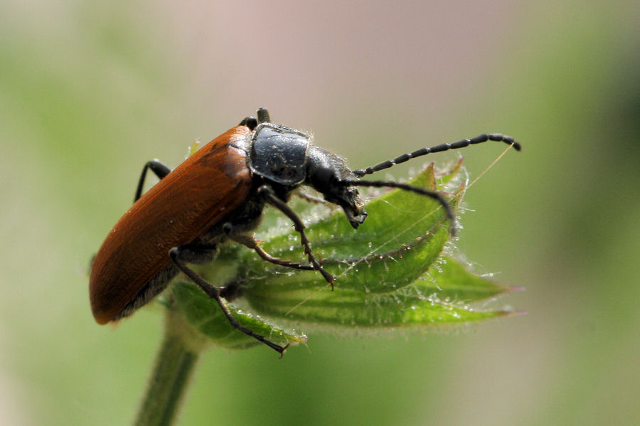 Tenebrionidae: Omophlus sp.