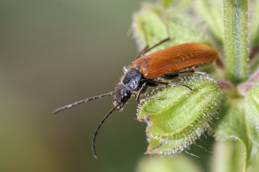 Tenebrionidae: Omophlus sp.