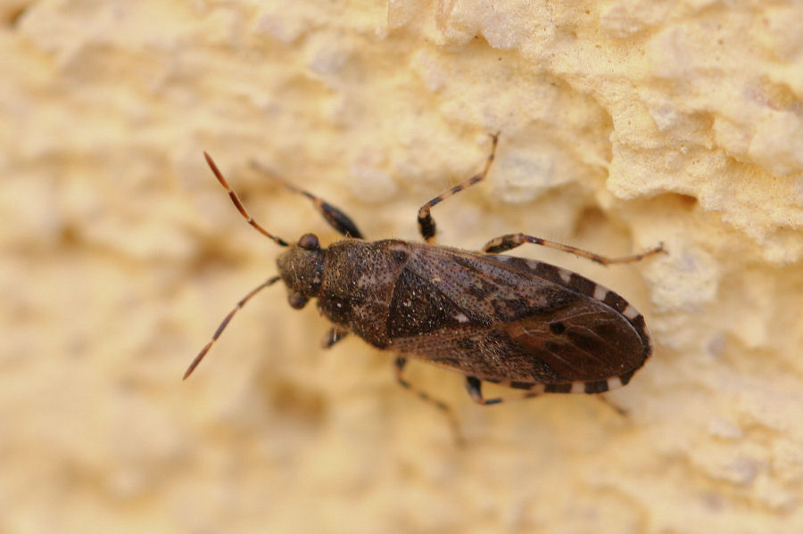 Lygaeidae: Heterogaster affinis dell''Emila (BO).