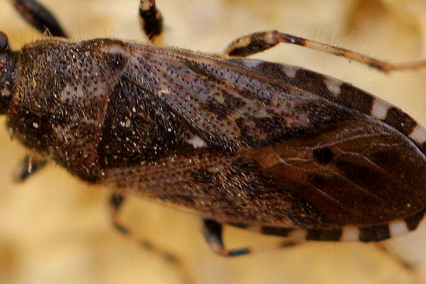 Lygaeidae: Heterogaster affinis dell''Emila (BO).