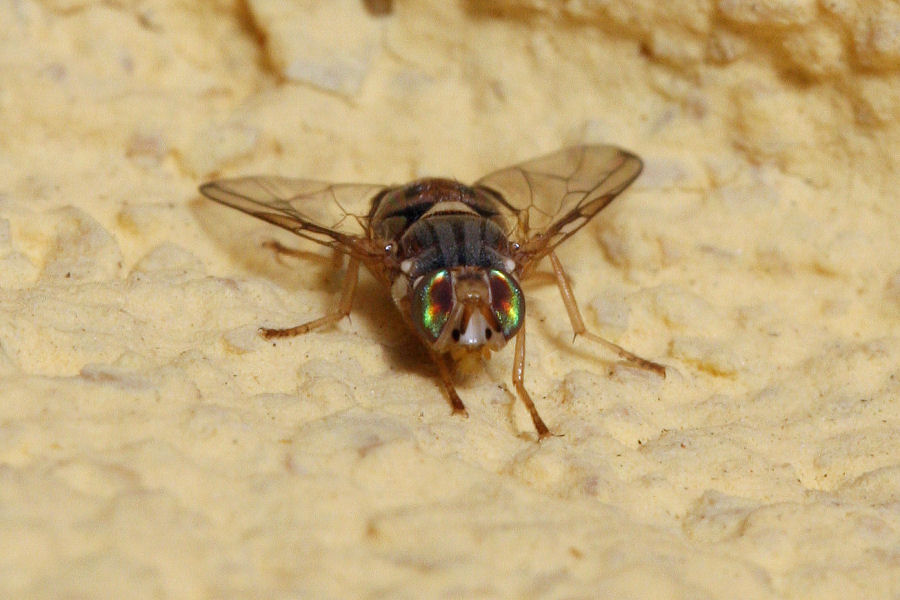 Piccolo gioiello: Bactrocera oleae (Tephritidae)