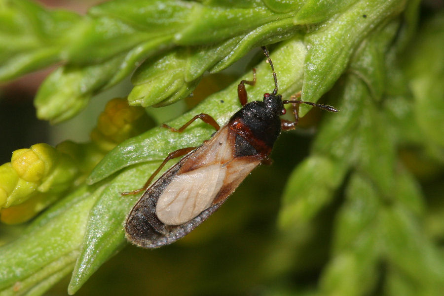 Lygaeidae: Dimorphopterus cf. blissoides dell''Emilia