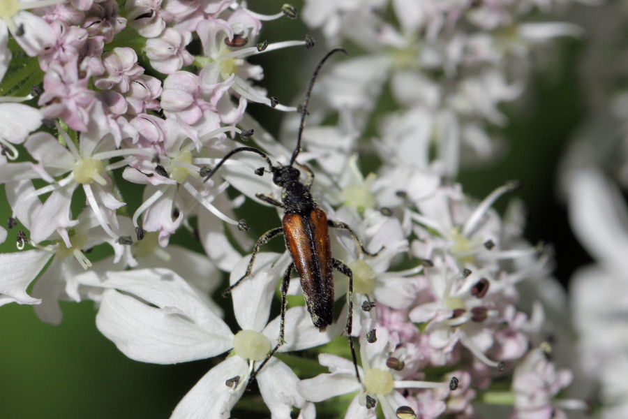 Cerambycidae: Stenurella melanura