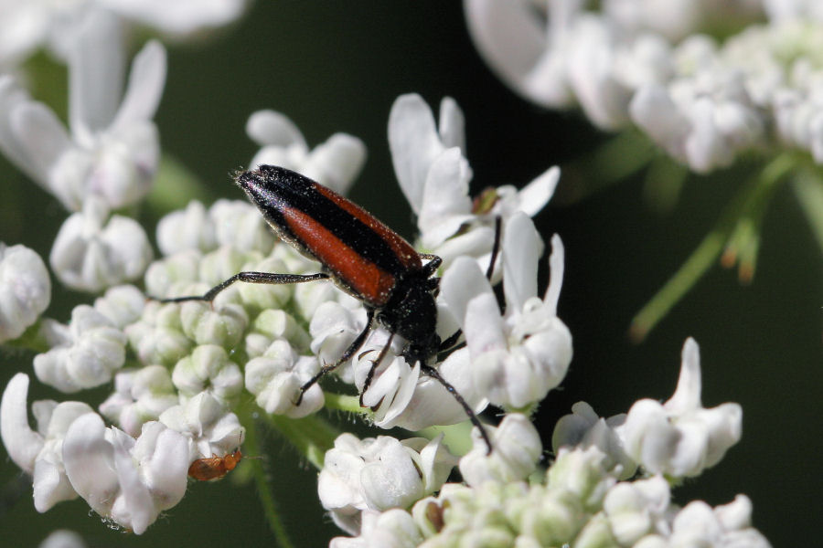 Cerambycidae: Stenurella melanura