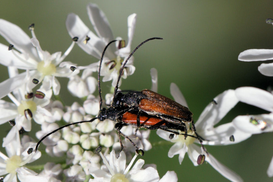 Cerambycidae: Stenurella melanura