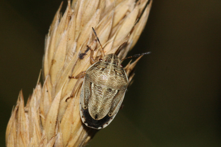 Pentatomide: Neottiglossa leporina dell''Emilia