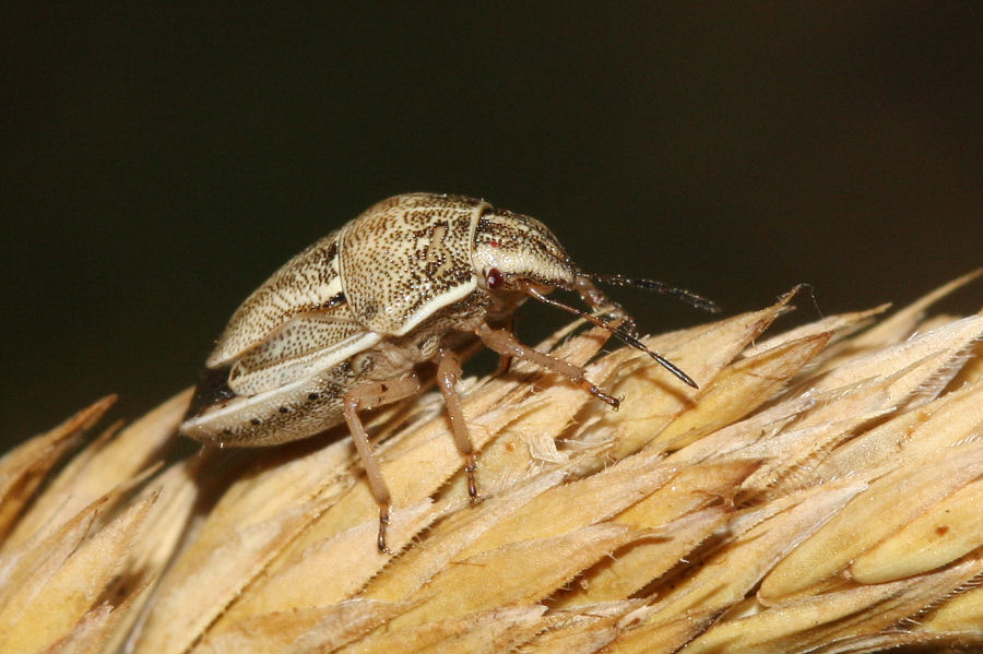 Pentatomide: Neottiglossa leporina dell''Emilia