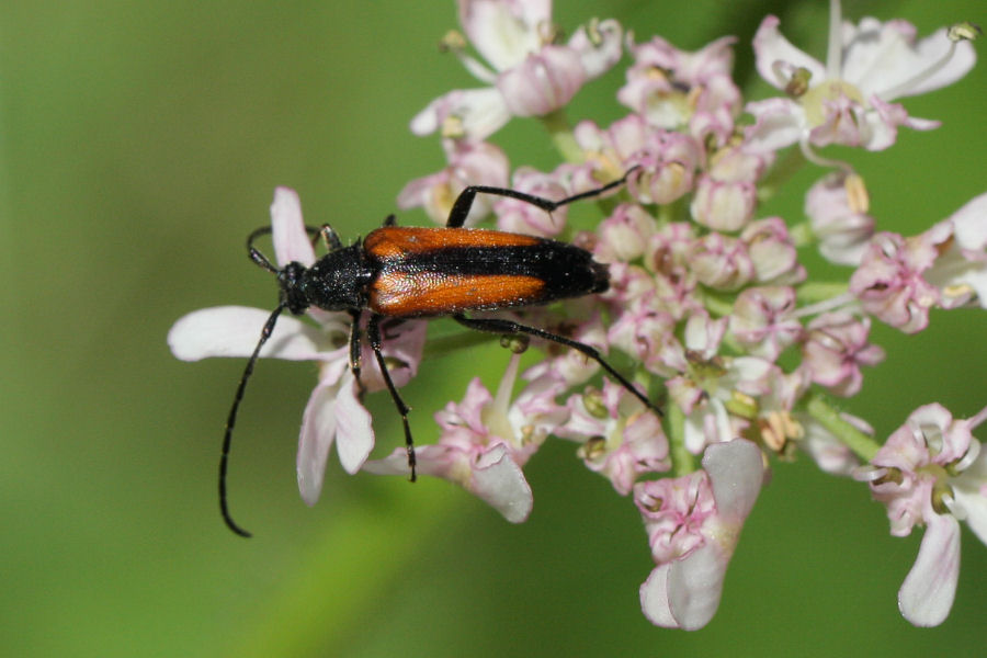 Cerambycidae: Stenurella melanura