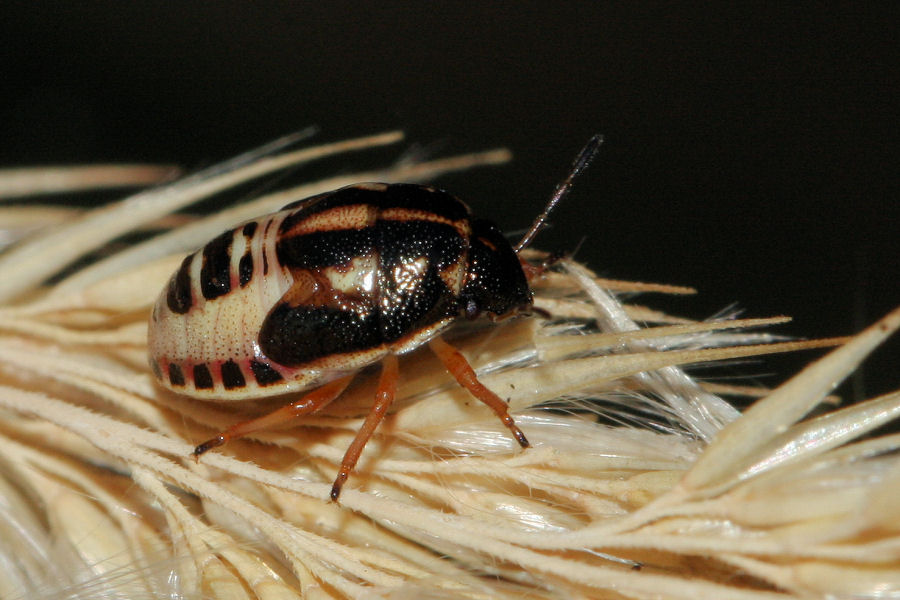 Pentatomide: Neottiglossa leporina dell''Emilia