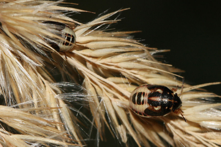 Pentatomide: Neottiglossa leporina dell''Emilia