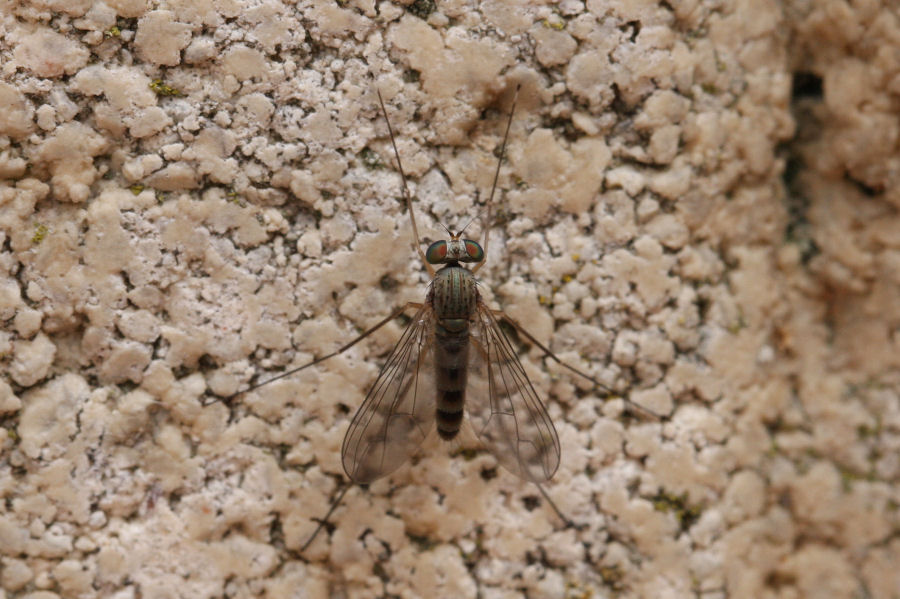 Sciapus sp. (Dolichopodidae)