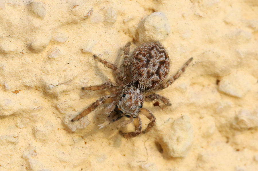 Pseudeuophrys sp. - Castel Maggiore (BO)