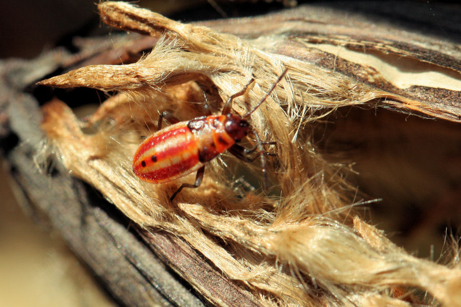 Lygaeidae: Lygaeus creticus dell''Emilia