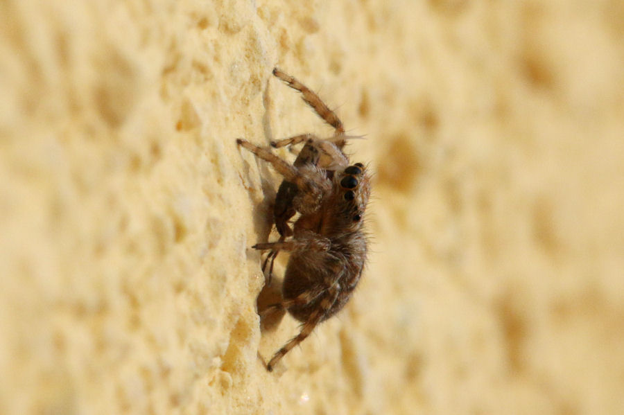 Pseudeuophrys sp. - Castel Maggiore (BO)