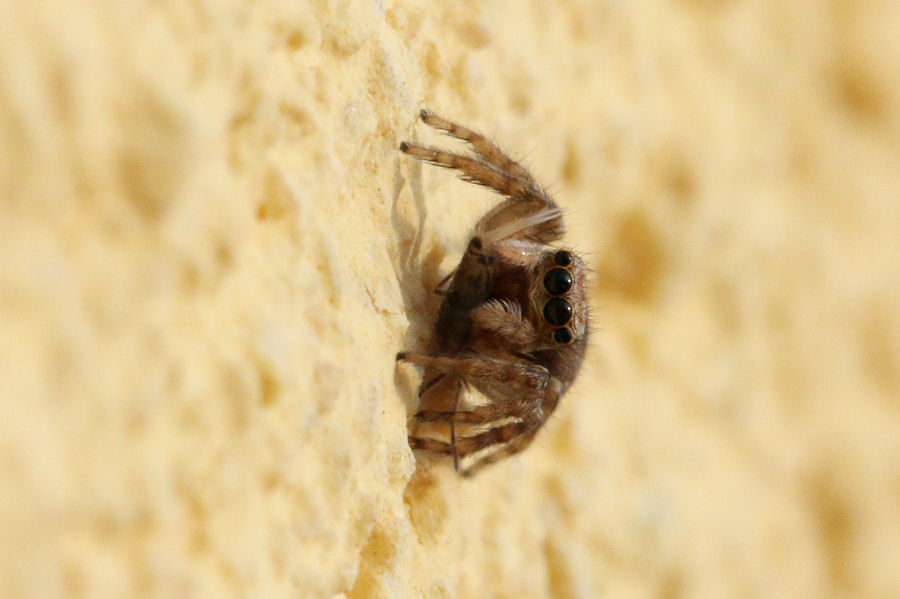 Pseudeuophrys sp. - Castel Maggiore (BO)